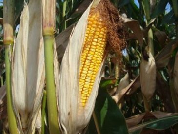 corn-2140038