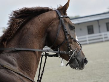 Horse Medical Insurance